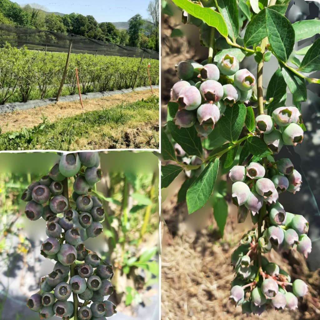 Filas de plantas de mirtilo na nossa plantação